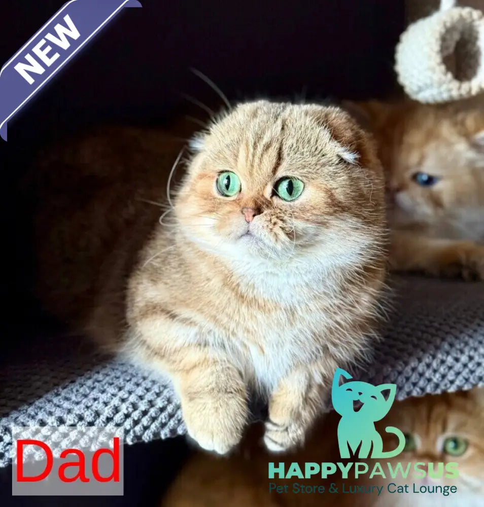 Xena Scottish Fold female black golden tabby - live animals