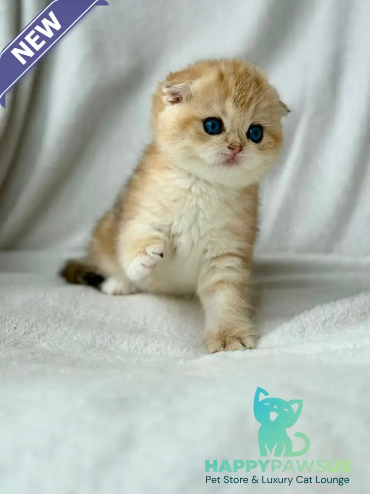 Xena Scottish Fold female black golden tabby - live animals