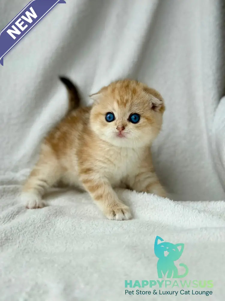 Xena Scottish Fold female black golden tabby - live animals