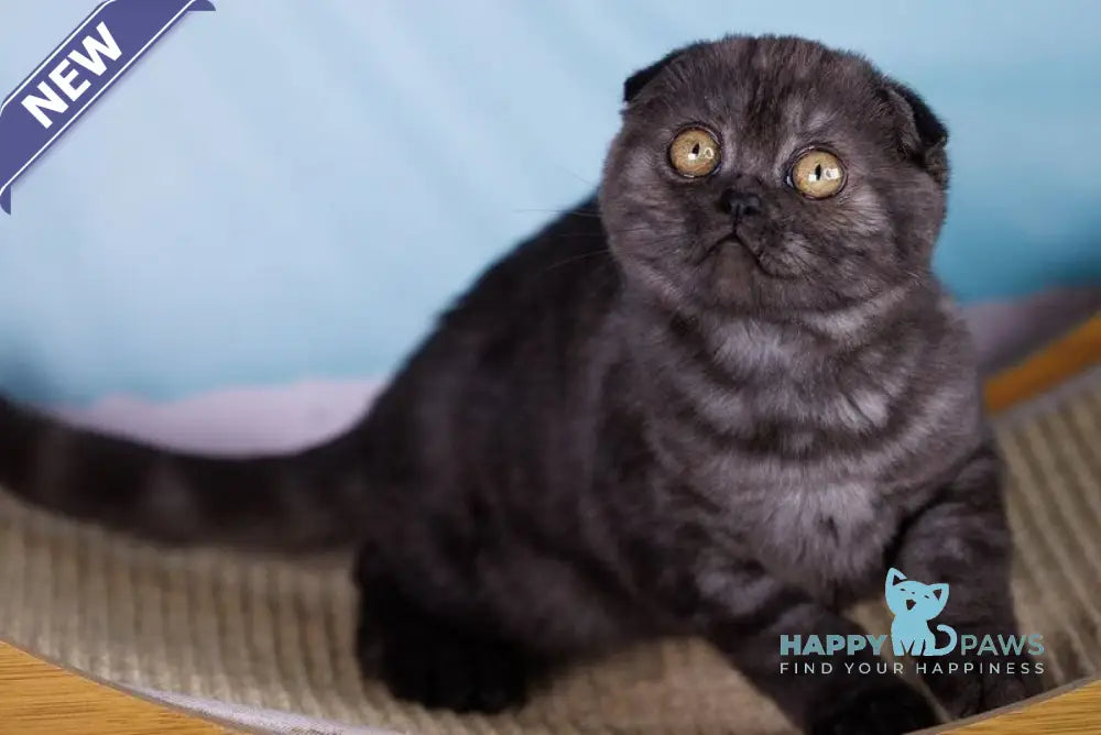 Xena Scottish Fold female black silver live animals