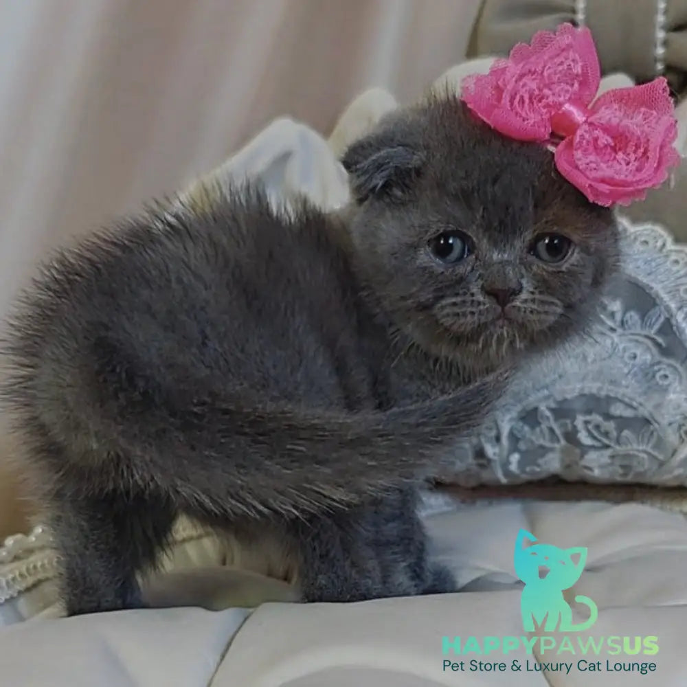 Xena Scottish Fold female blue - live animals