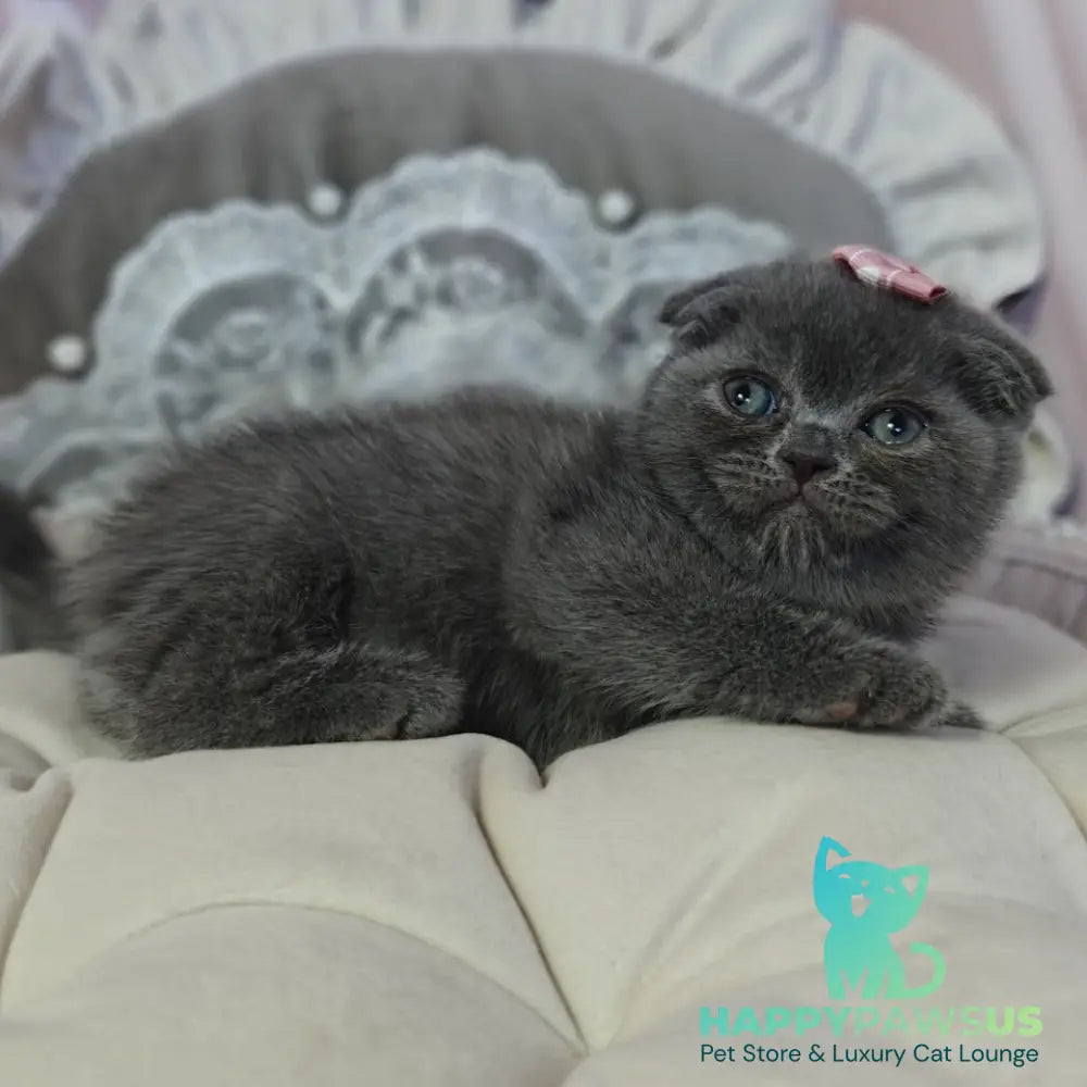 Xena Scottish Fold female blue - live animals