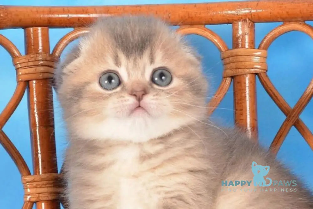 Xena Scottish Fold female blue ticked tabby live animals