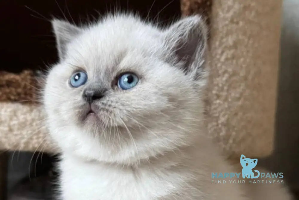 Xena Scottish Straight female blue pointed live animals