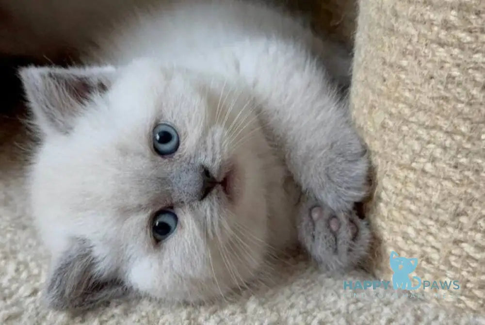 Xena Scottish Straight female blue pointed live animals