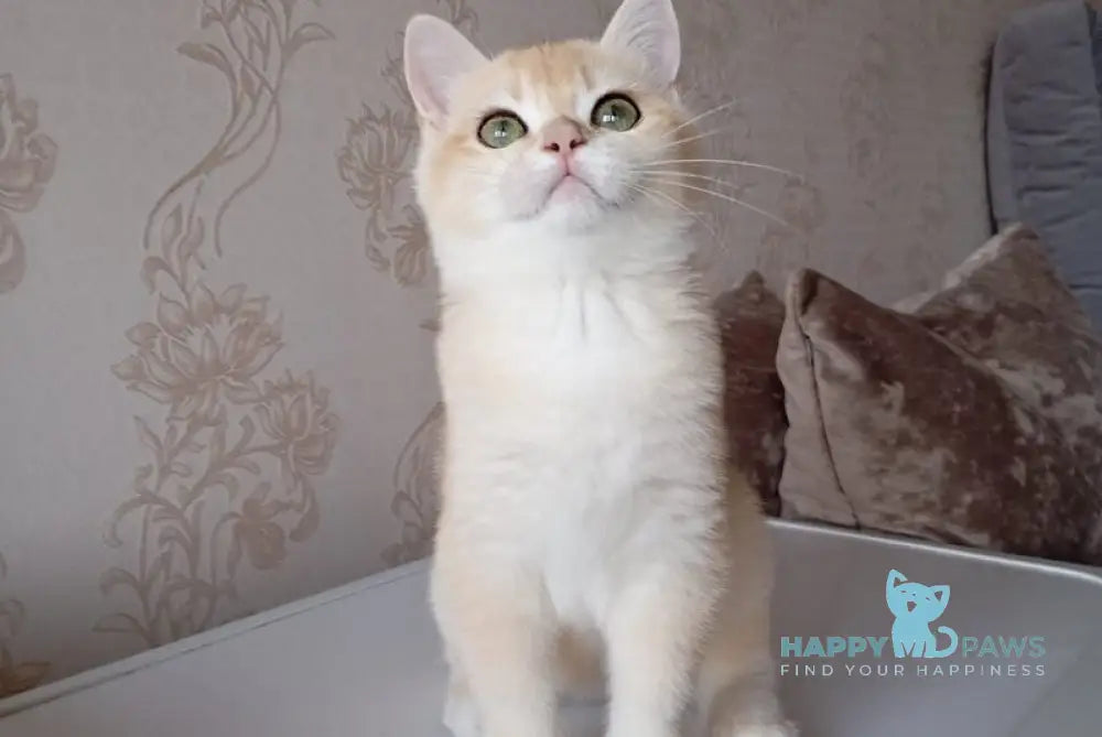 Xenia British Shorthair female black golden chinchilla live animals