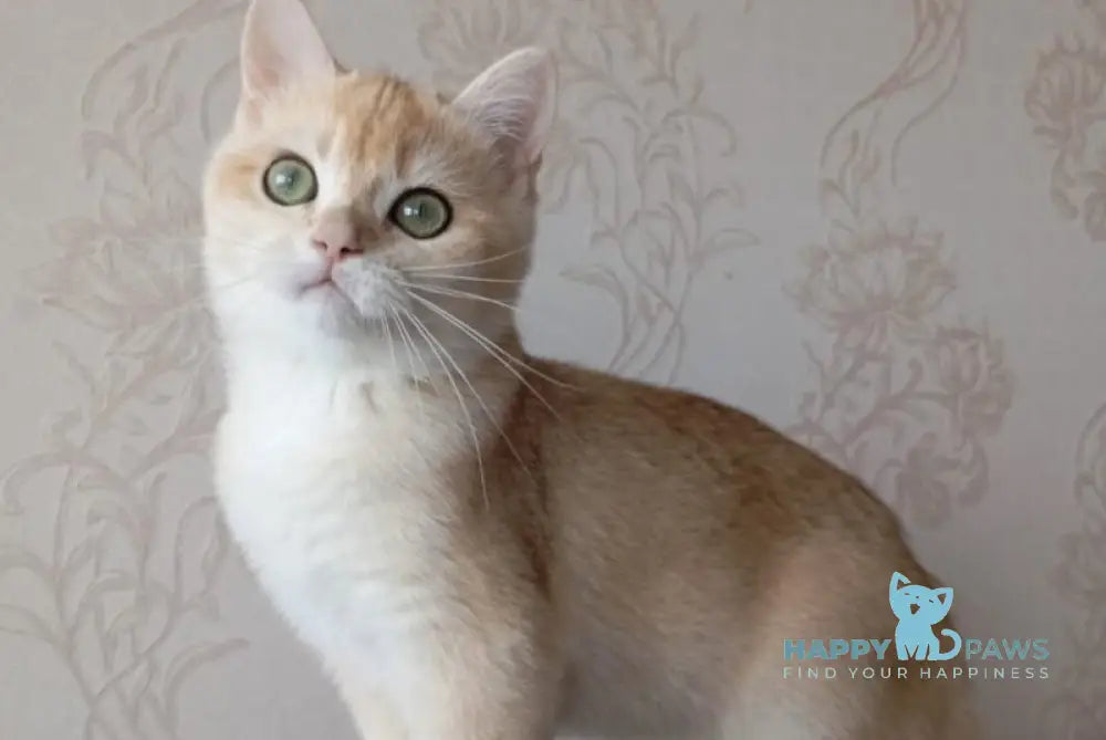 Xenia British Shorthair female black golden chinchilla live animals