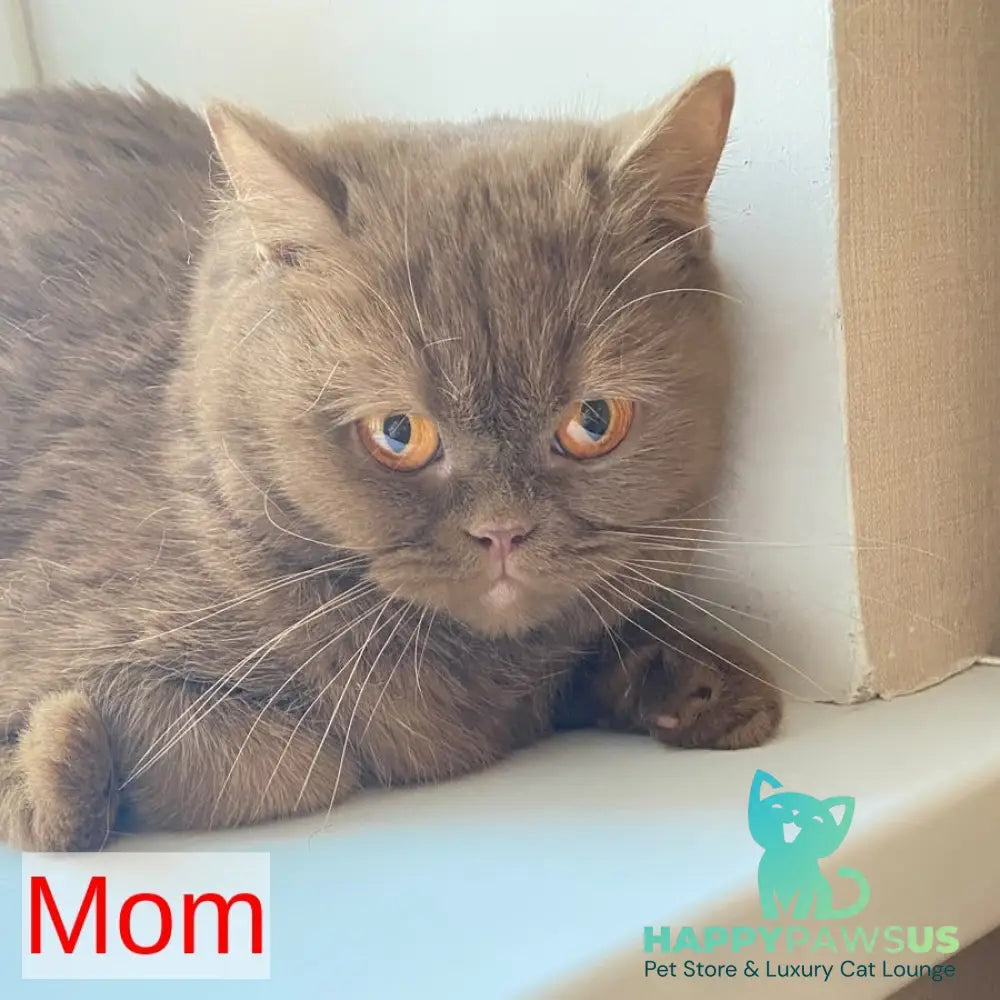 Xenia British Shorthair female lilac - live animals