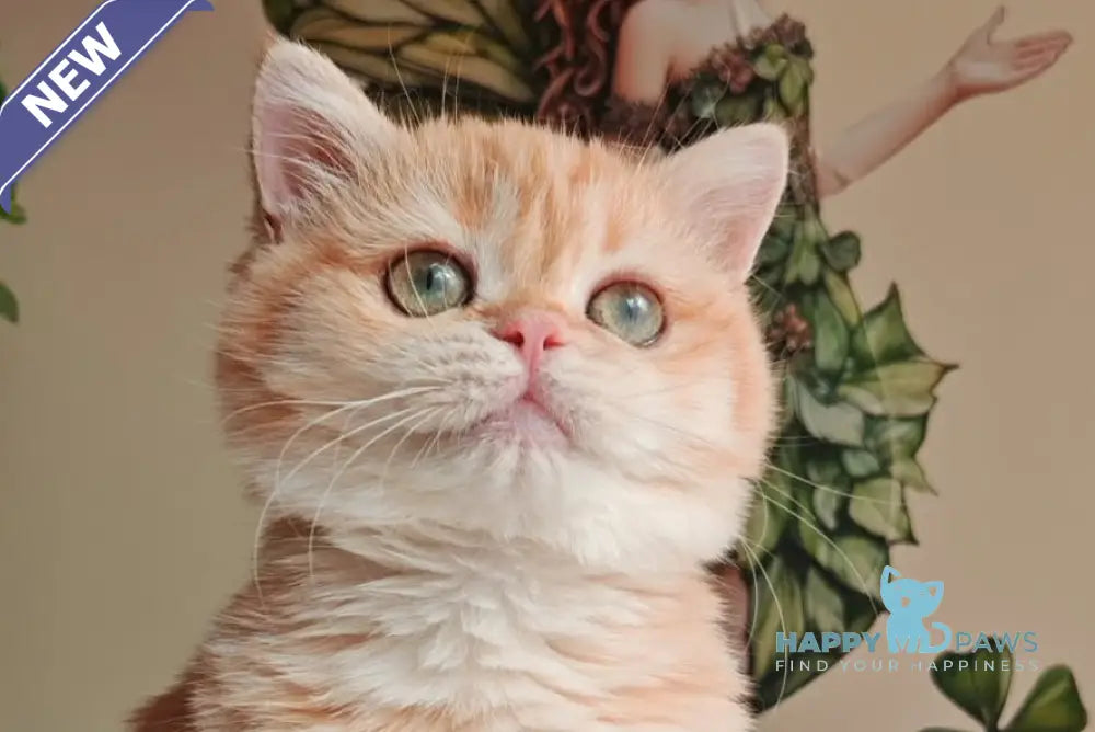 Xenia British Shorthair male chocolate golden shaded live animals