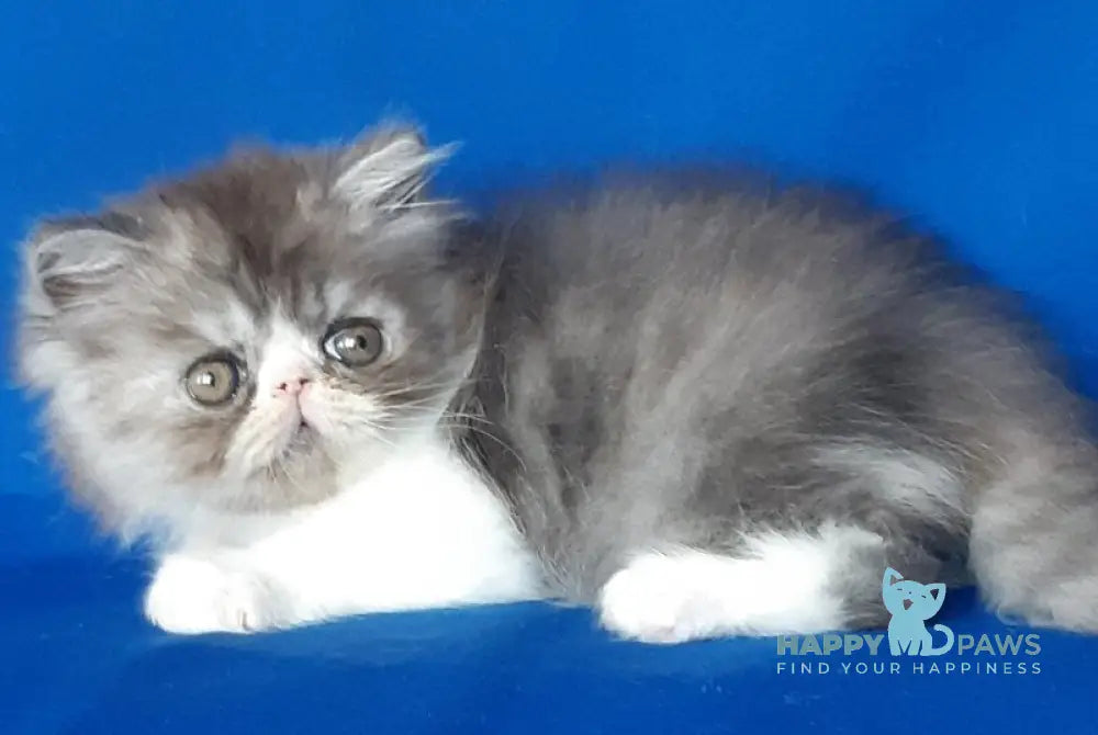 Xenia Persian female black silver bicolour live animals