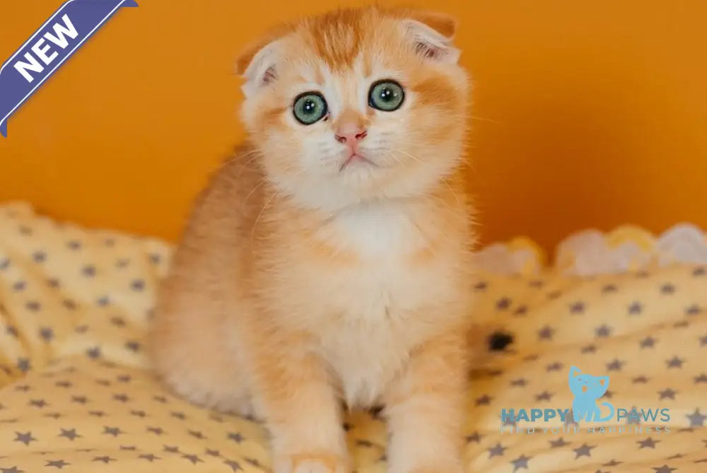 Xenia Scottish Fold female black golden chinchilla live animals