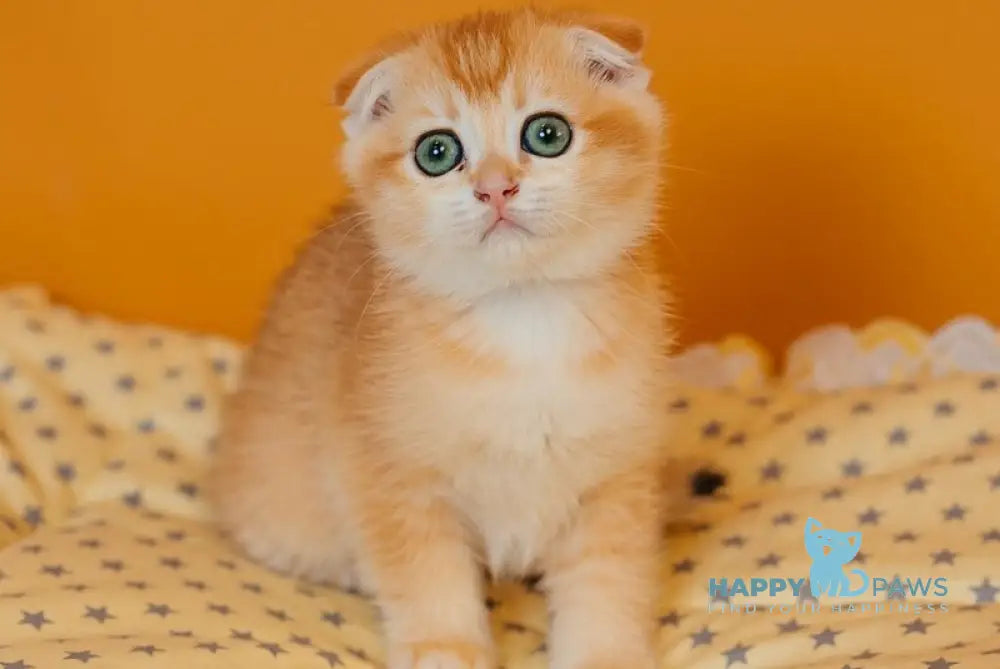 Xenia Scottish Fold female black golden chinchilla live animals