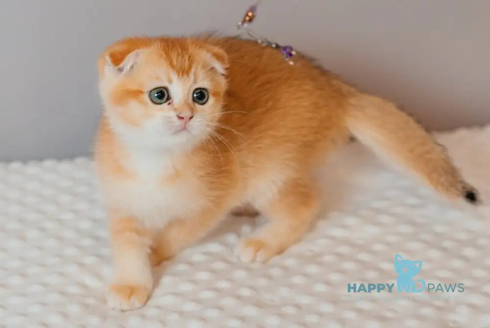 Xenia Scottish Fold female black golden chinchilla live animals