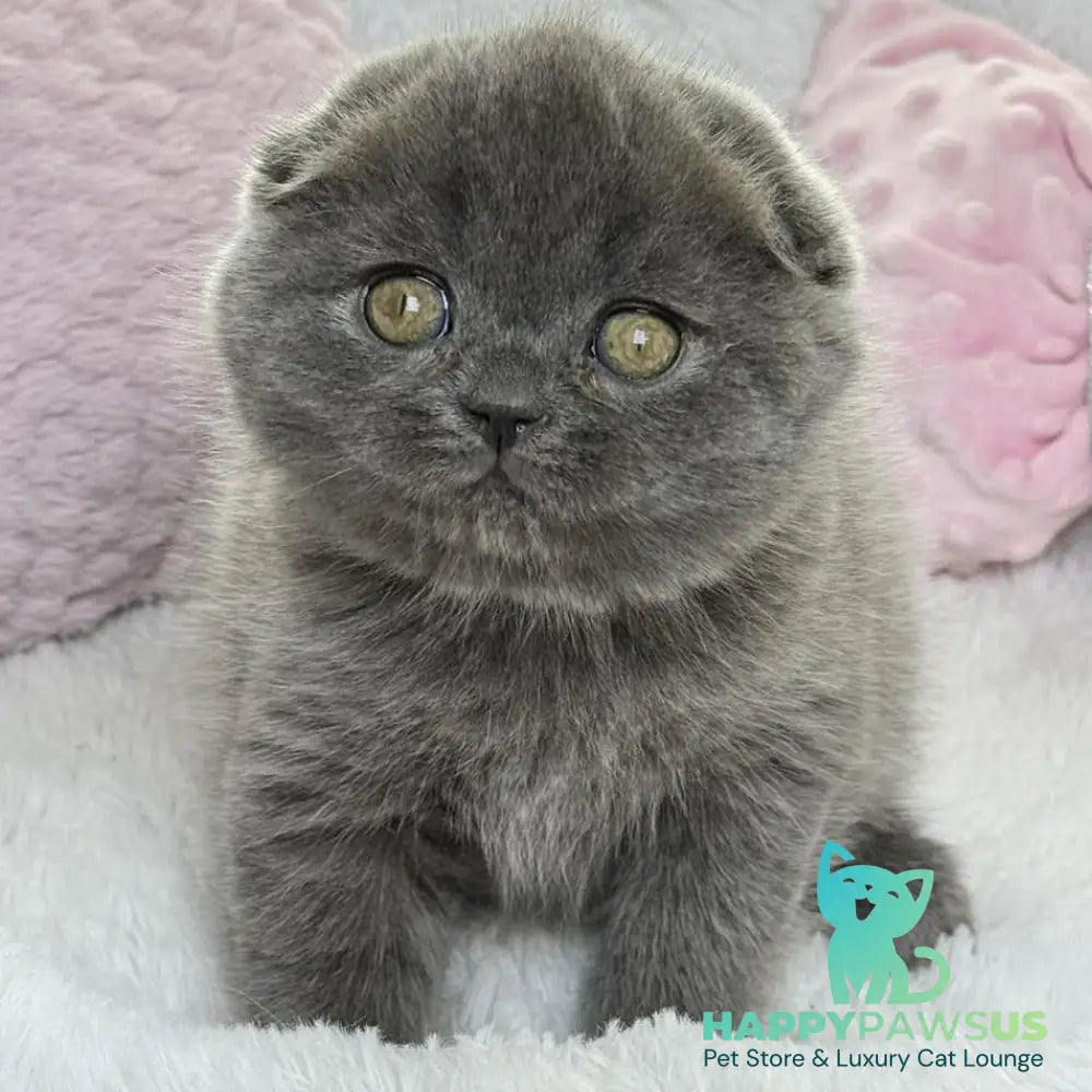 Xenia Scottish Fold female blue - live animals