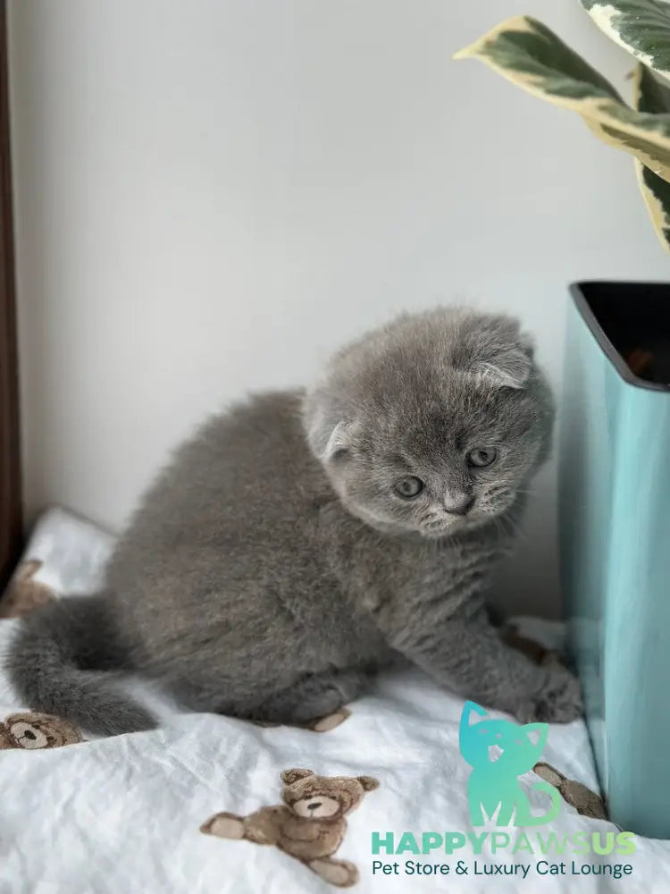 Xenia Scottish Fold female blue live animals