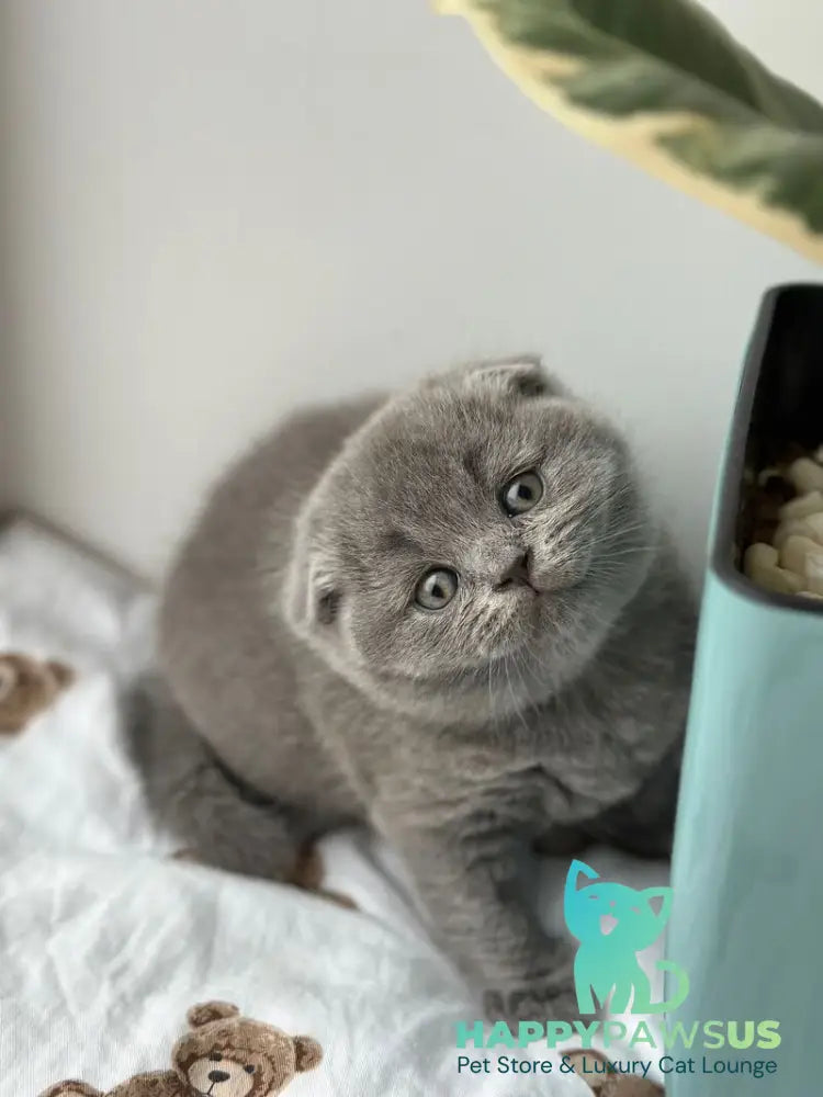 Xenia Scottish Fold female blue live animals