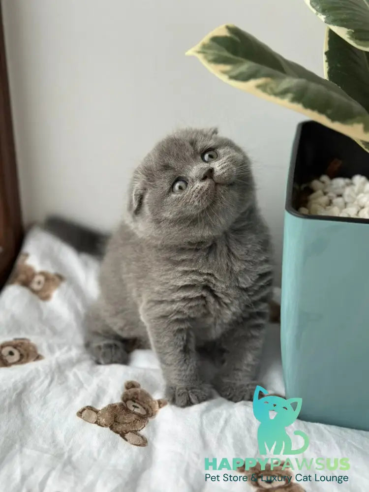 Xenia Scottish Fold female blue live animals