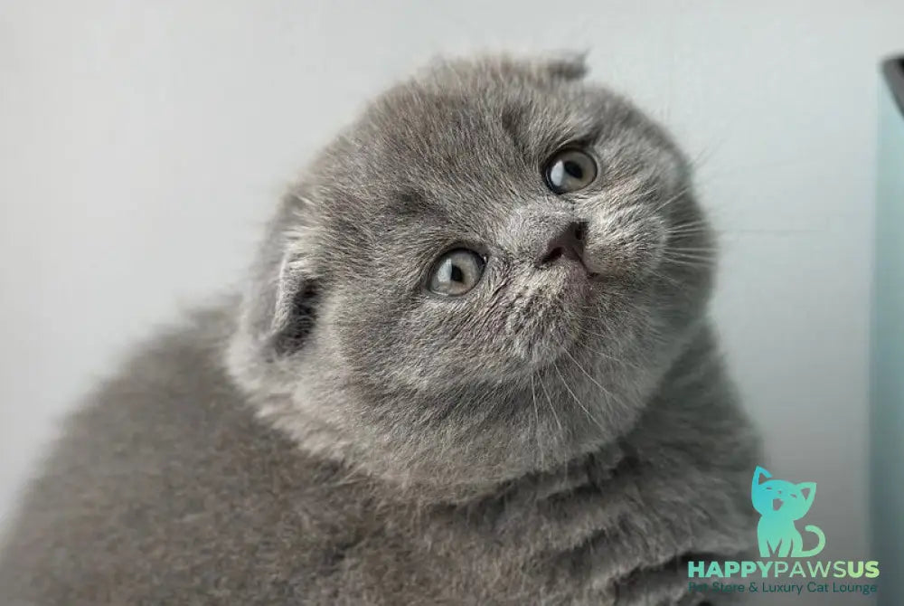 Xenia Scottish Fold female blue live animals
