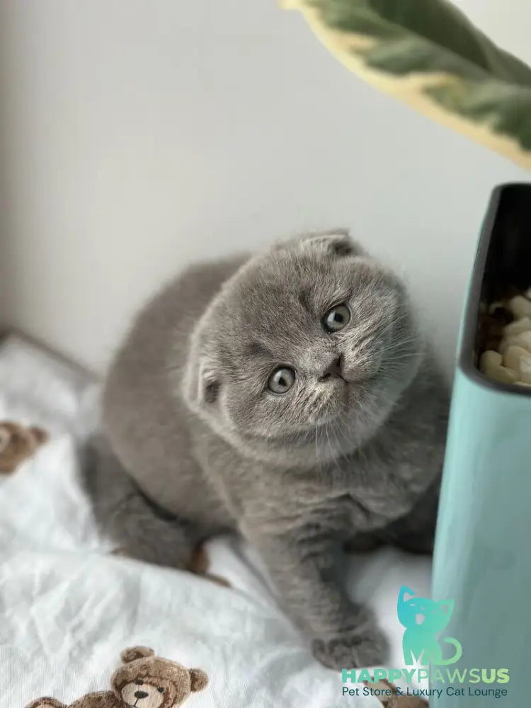 Xenia Scottish Fold female blue live animals