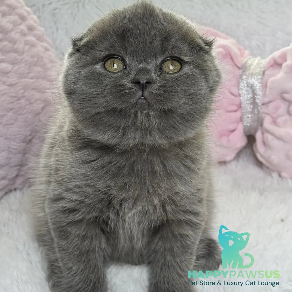 Xenia Scottish Fold female blue - live animals