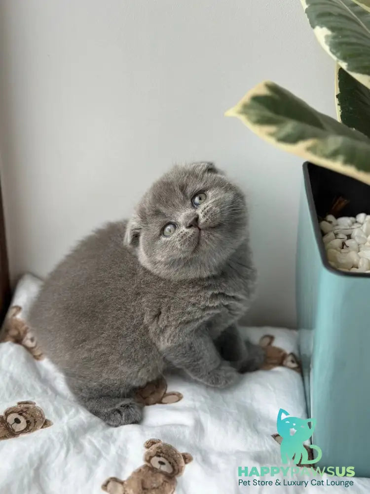 Xenia Scottish Fold female blue live animals