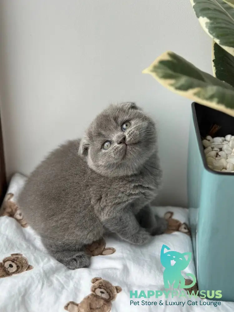 Xenia Scottish Fold female blue live animals