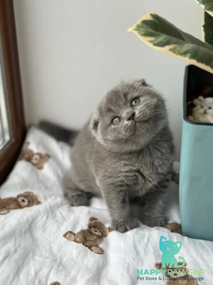 Xenia Scottish Fold female blue live animals