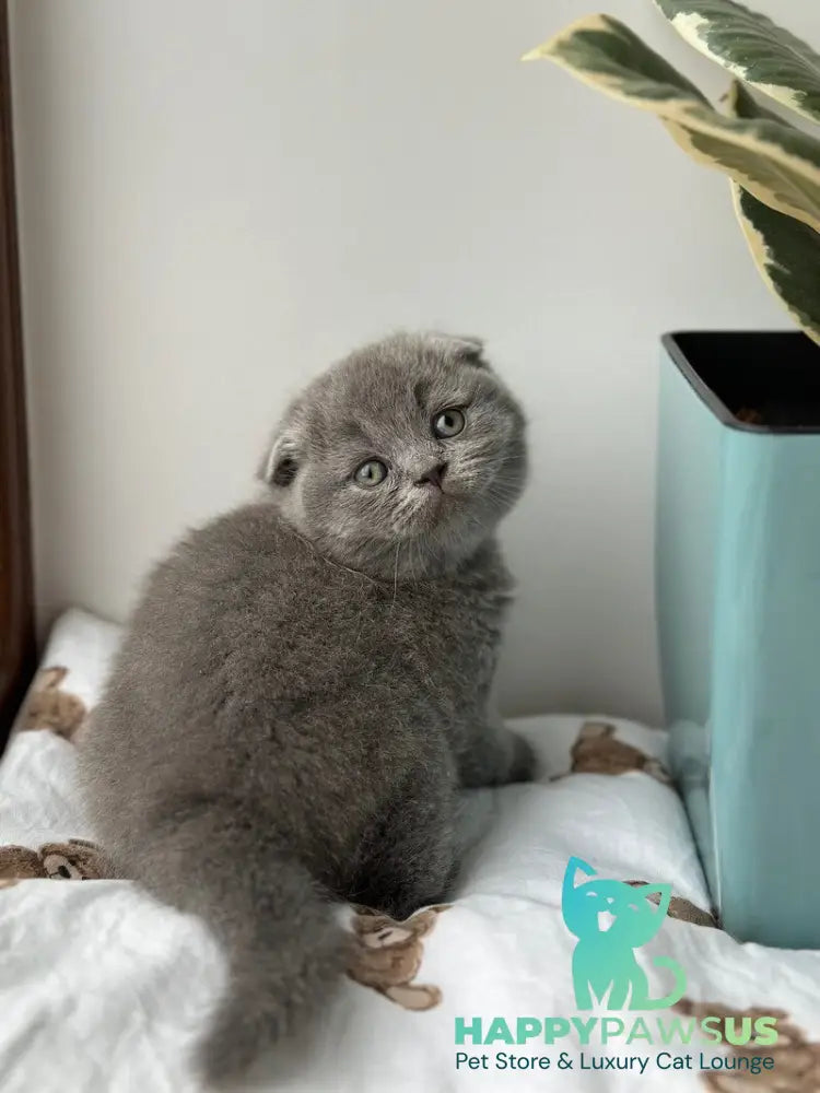 Xenia Scottish Fold female blue live animals