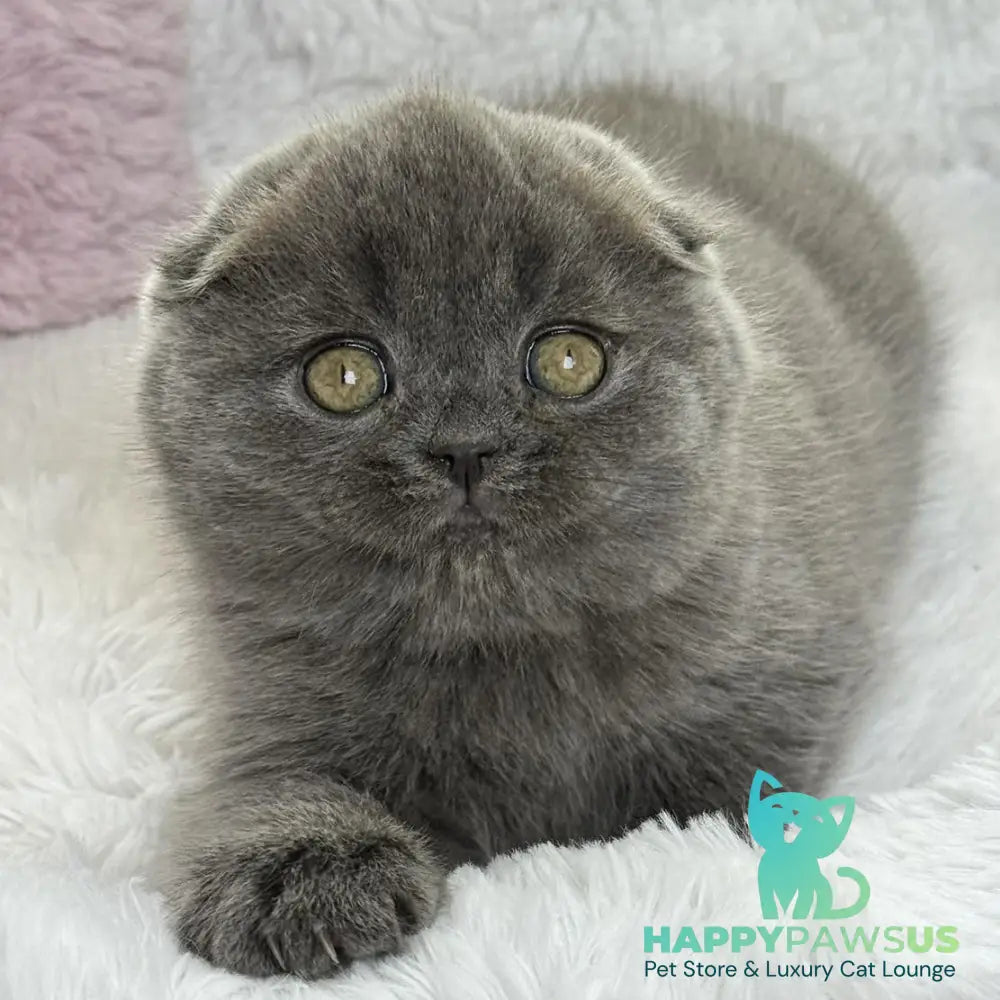Xenia Scottish Fold female blue - live animals