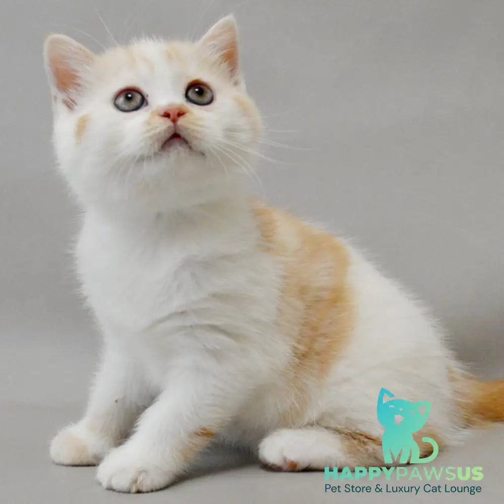 Xenia Scottish Straight female red silver tabby bicolour - live animals