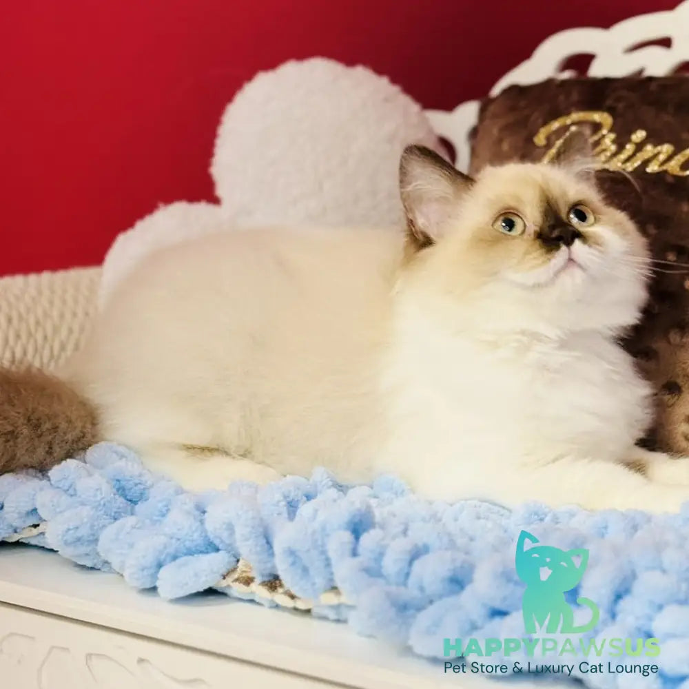 Xenia Scottish Straight male chocolate pointed bicolour - live animals