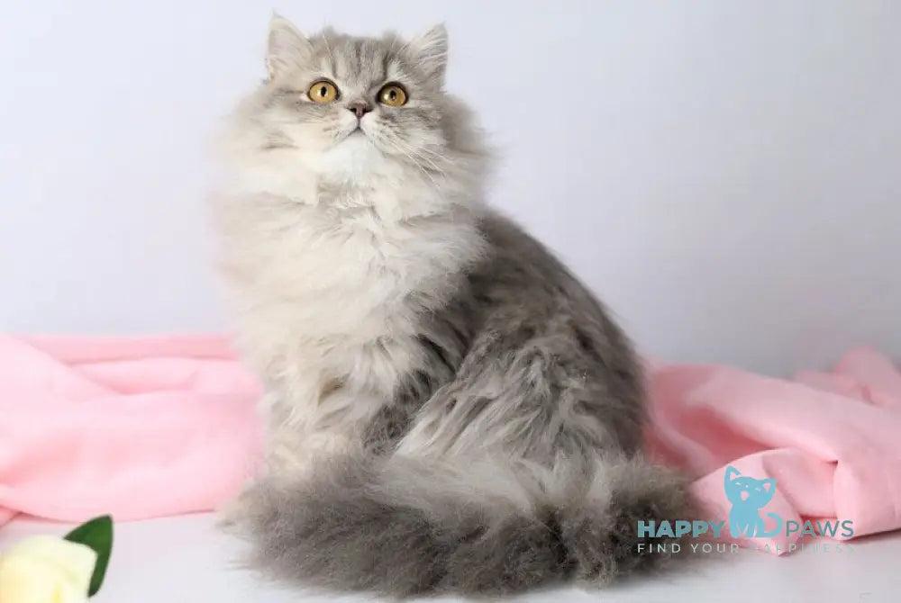 Xeniya British Longhair female blue spotted tabby live animals