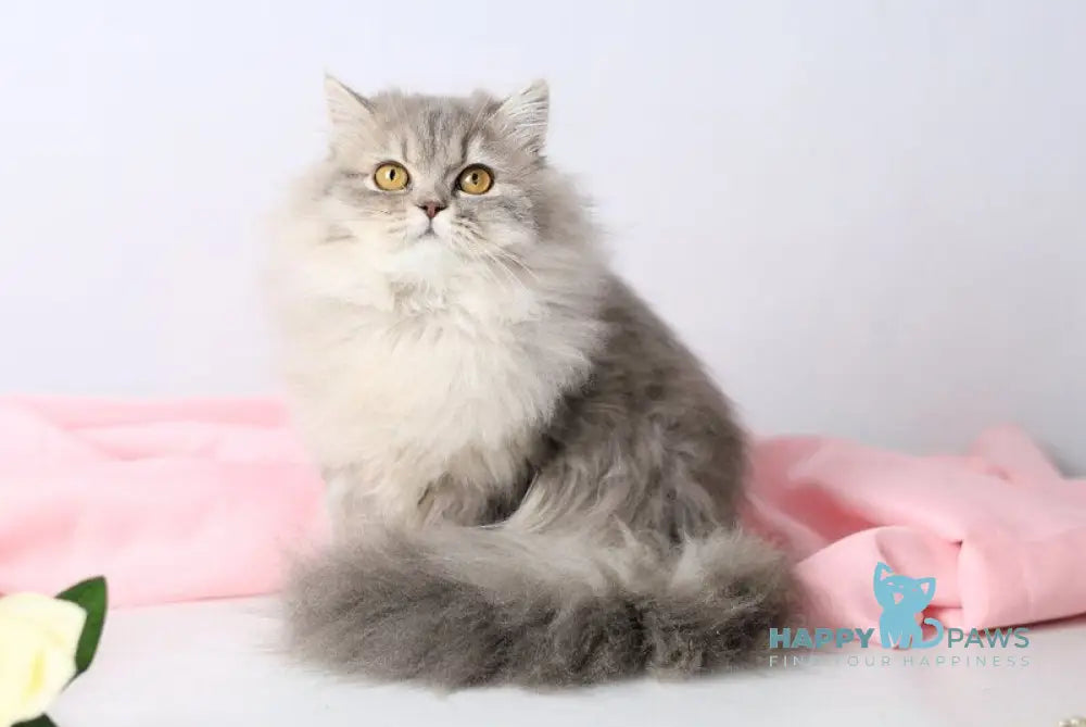 Xeniya British Longhair female blue spotted tabby live animals