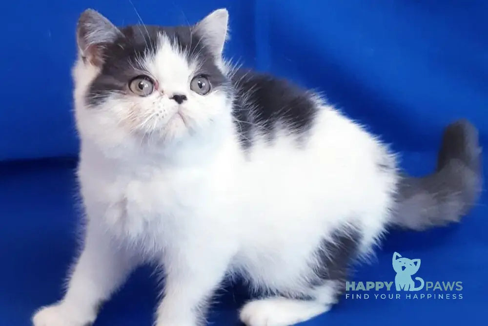 Xeno Exotic female black bicolour live animals