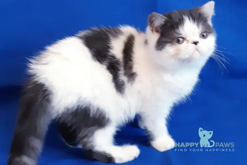 Xeno Exotic female black bicolour live animals