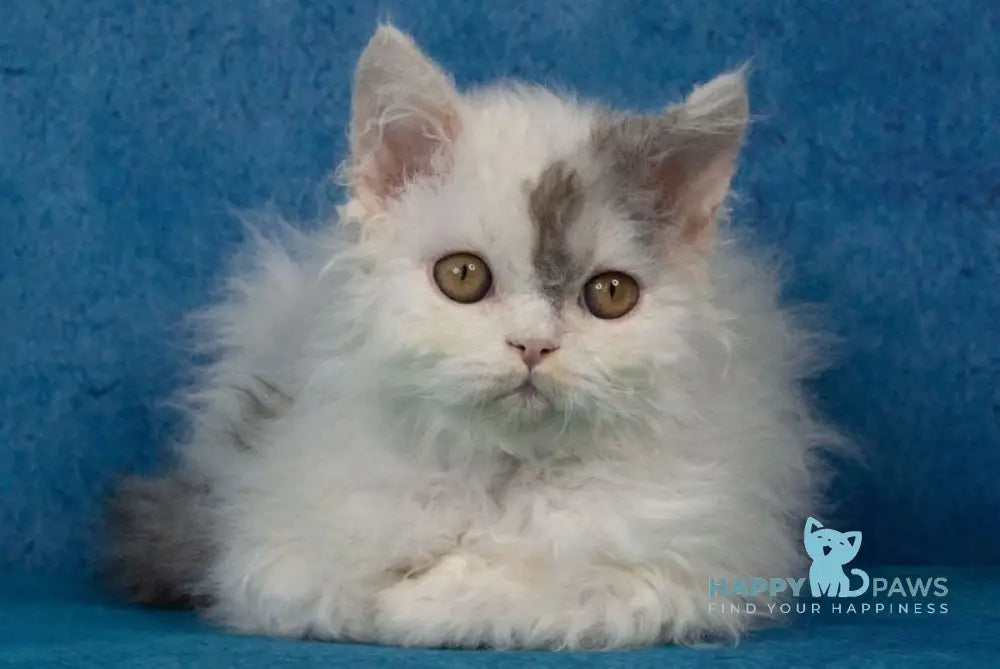 Xeno Selkirk Rex male black silver harlequin live animals