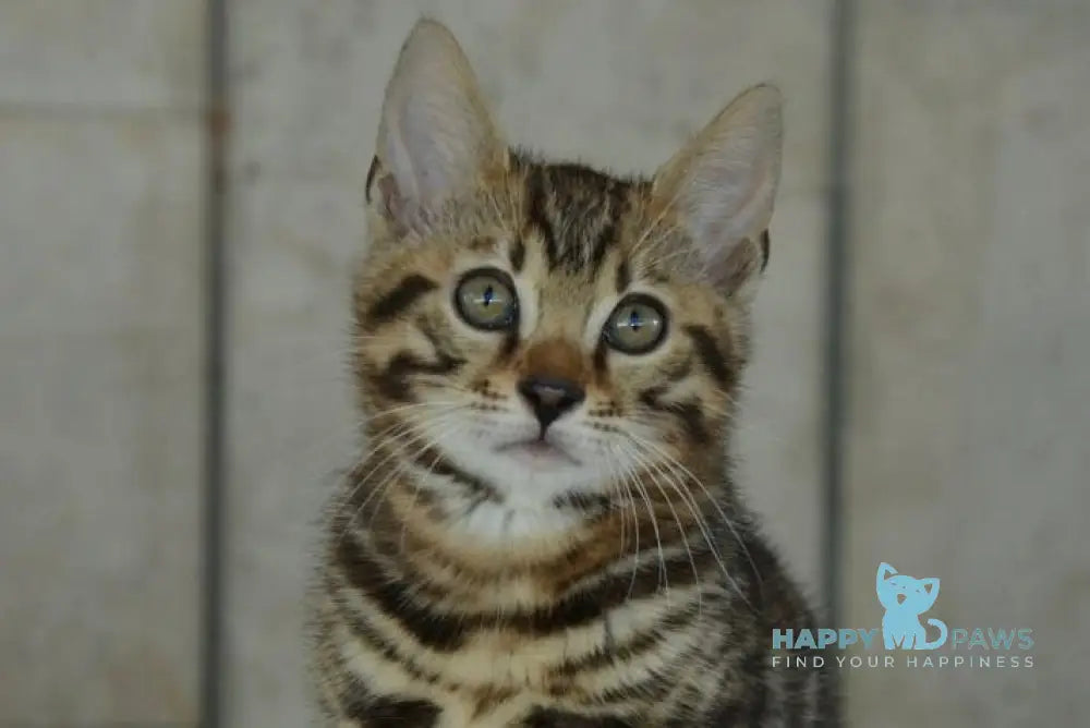 Xenon Bengal male black spotted tabby live animals