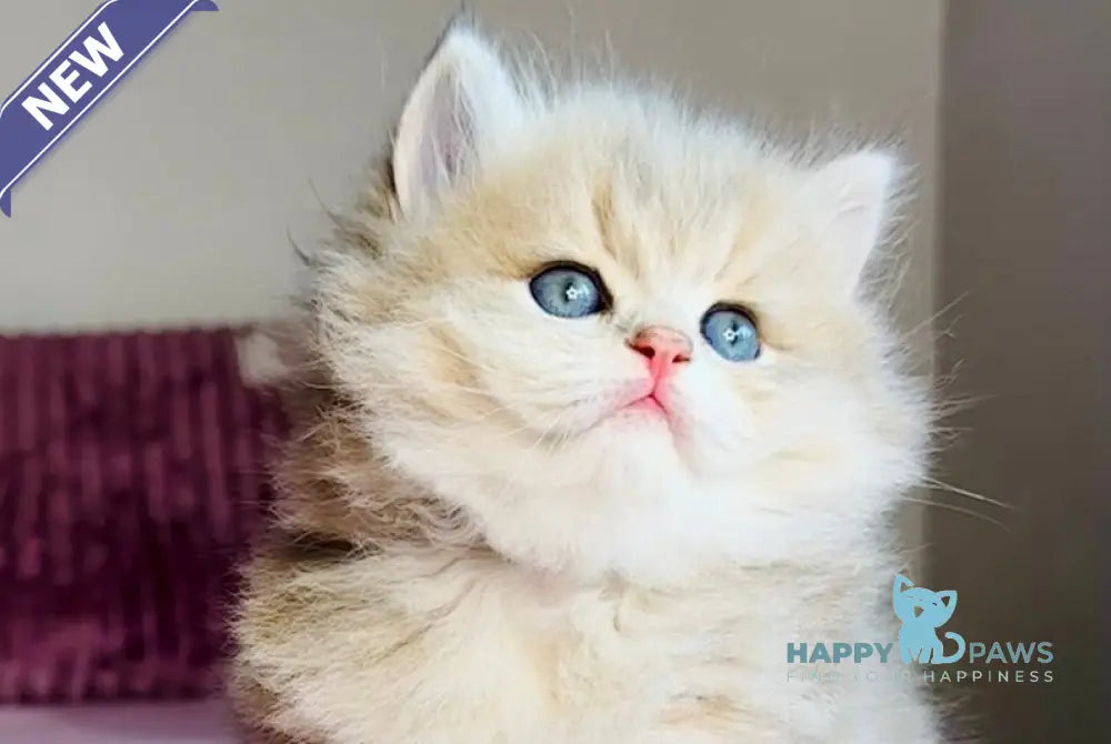 Xenon British Longhair male blue golden shaded live animals