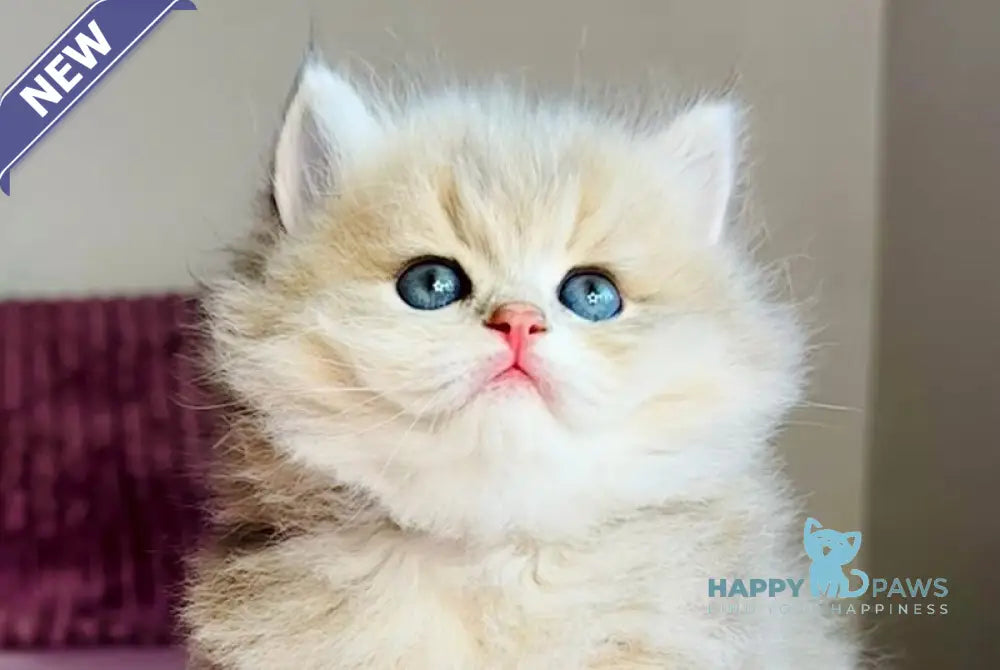 Xenon British Longhair male blue golden shaded live animals