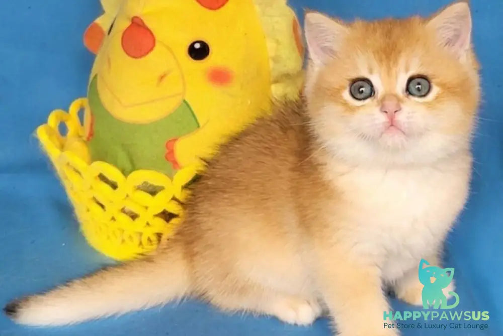 Xenon British Shorthair male black golden chinchilla - live animals