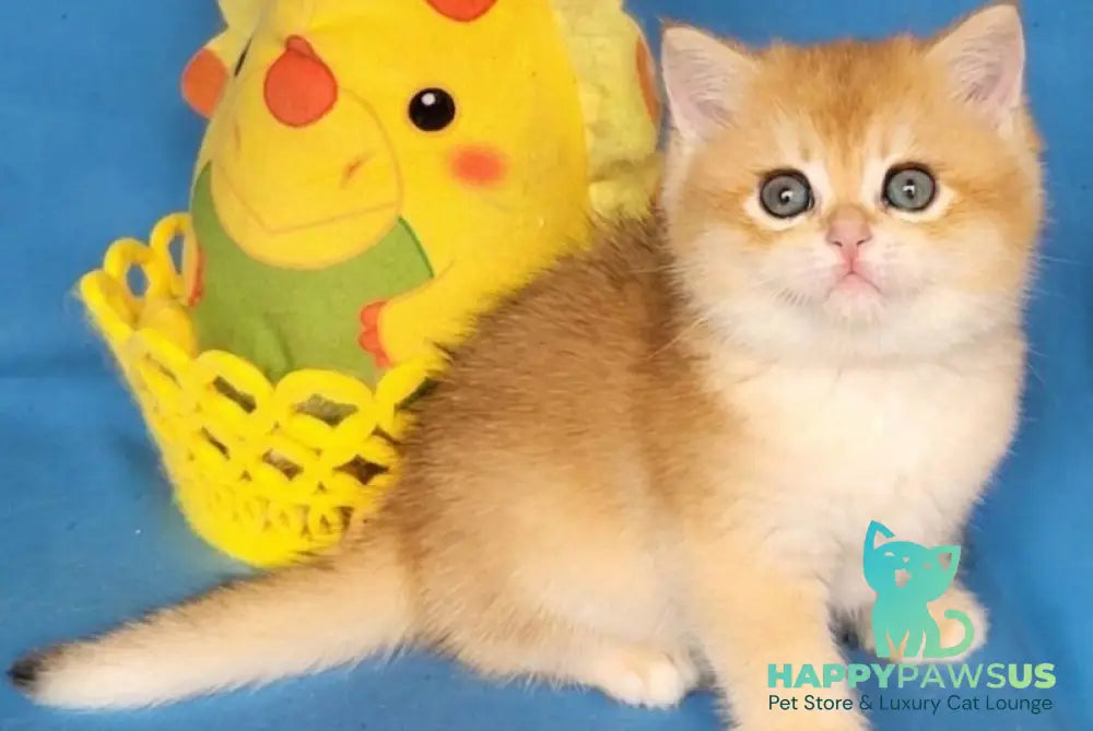 Xenon British Shorthair male black golden chinchilla - live animals