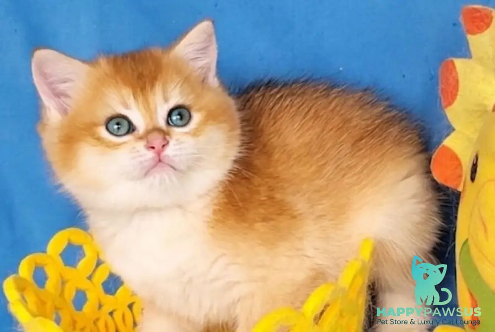 Xenon British Shorthair male black golden chinchilla - live animals