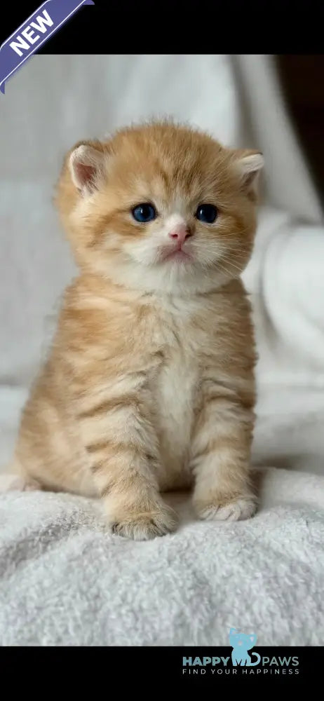 Xenon British Shorthair male black golden spotted tabby - live animals