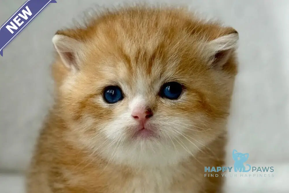 Xenon British Shorthair male black golden spotted tabby - live animals