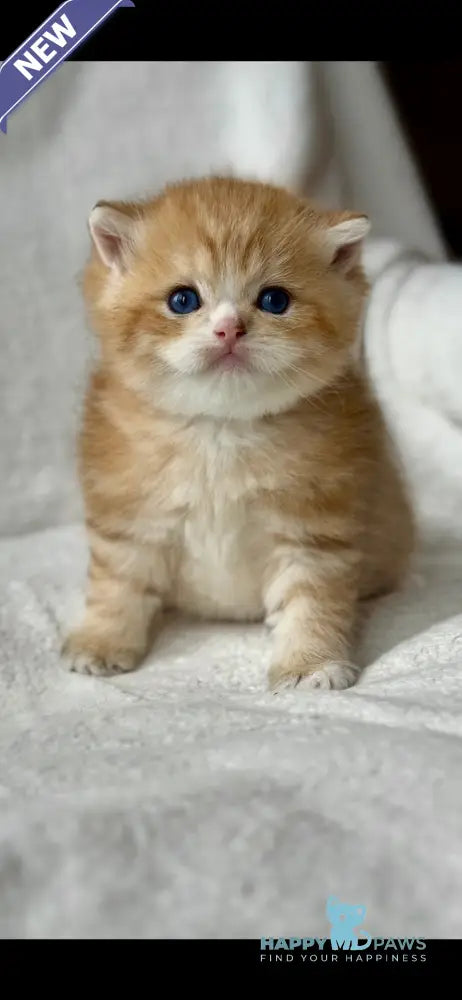 Xenon British Shorthair male black golden spotted tabby - live animals