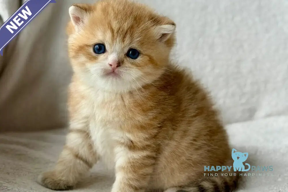 Xenon British Shorthair male black golden spotted tabby - live animals