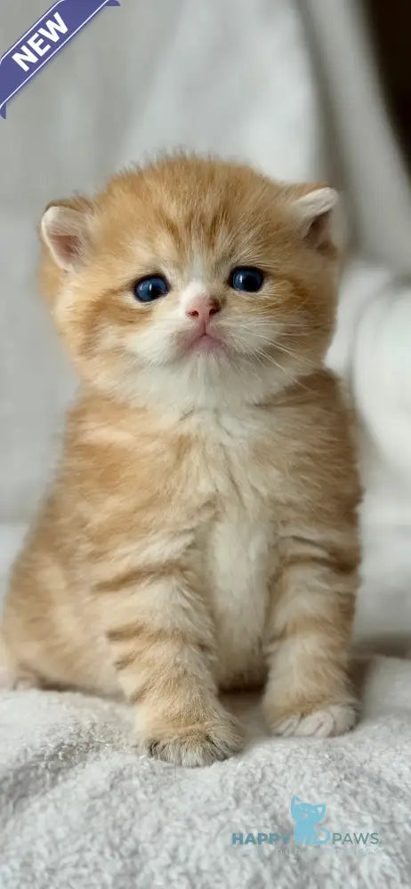Xenon British Shorthair male black golden spotted tabby - live animals