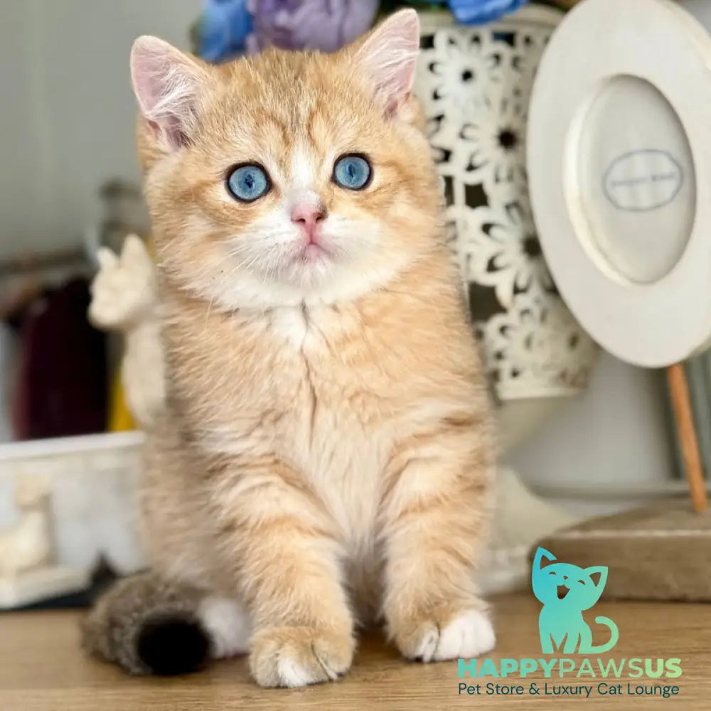 Xenon British Shorthair male black golden spotted tabby - live animals