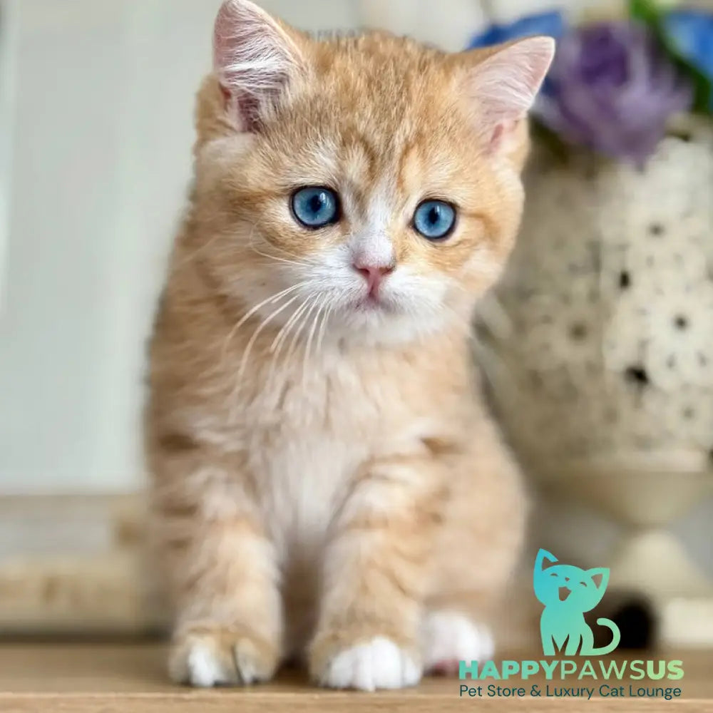Xenon British Shorthair male black golden spotted tabby - live animals