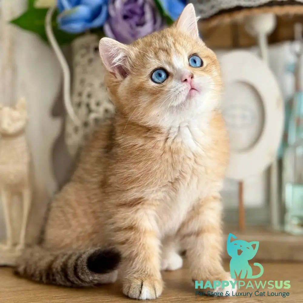 Xenon British Shorthair male black golden spotted tabby - live animals